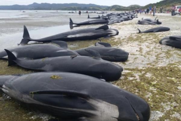 paus pilot mati di pantai