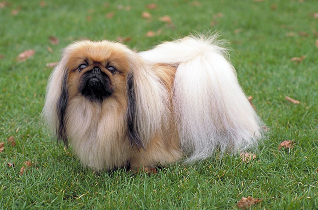 pekingese