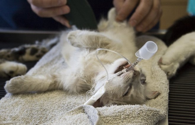 pembedahan dijalankan ke atas kucing