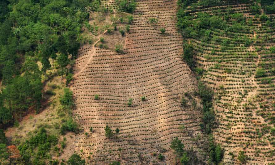 pembukaan kawasan hutan