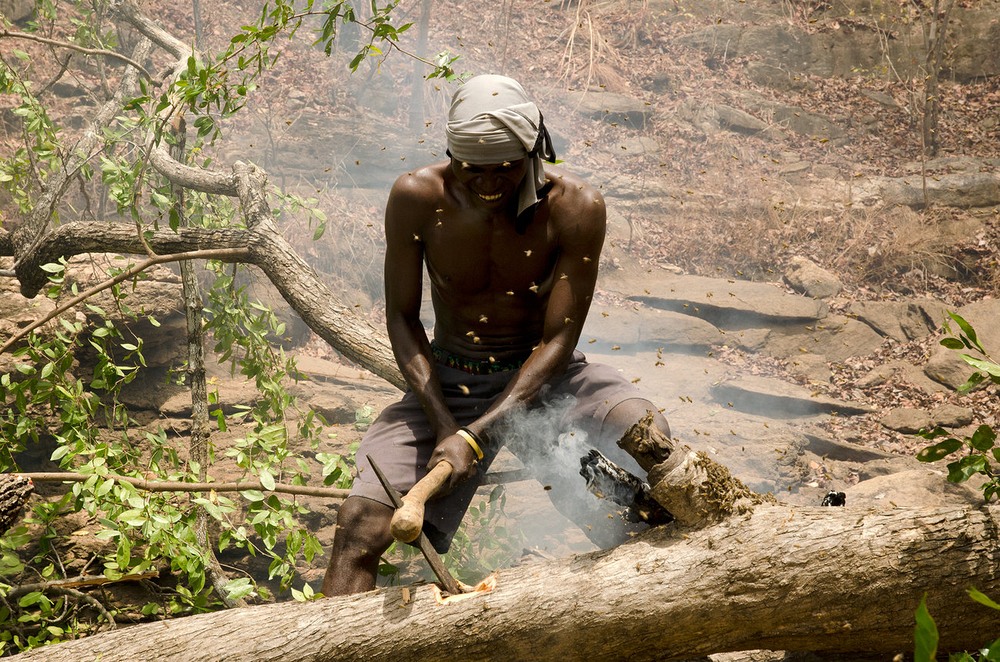 pemburu madu hutan 811