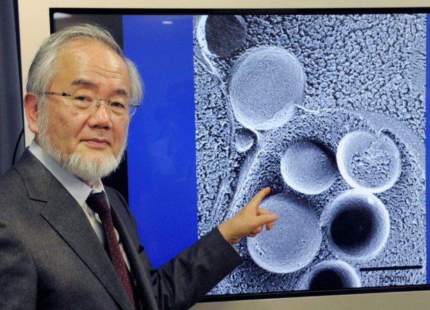 pemenang anugerah nobel yoshinori ohsumi