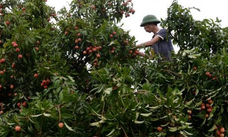 pemetik buah hamba moden australia 2