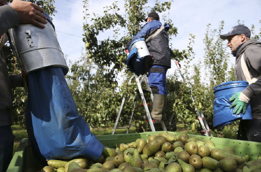 pemetik buah hamba moden australia 3