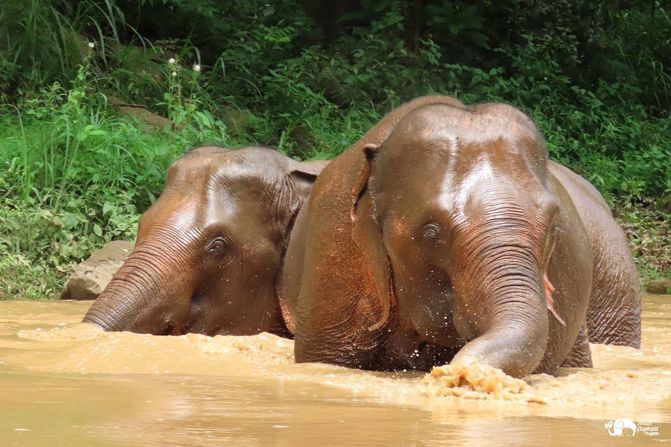 pendang tempat pelihara gajah