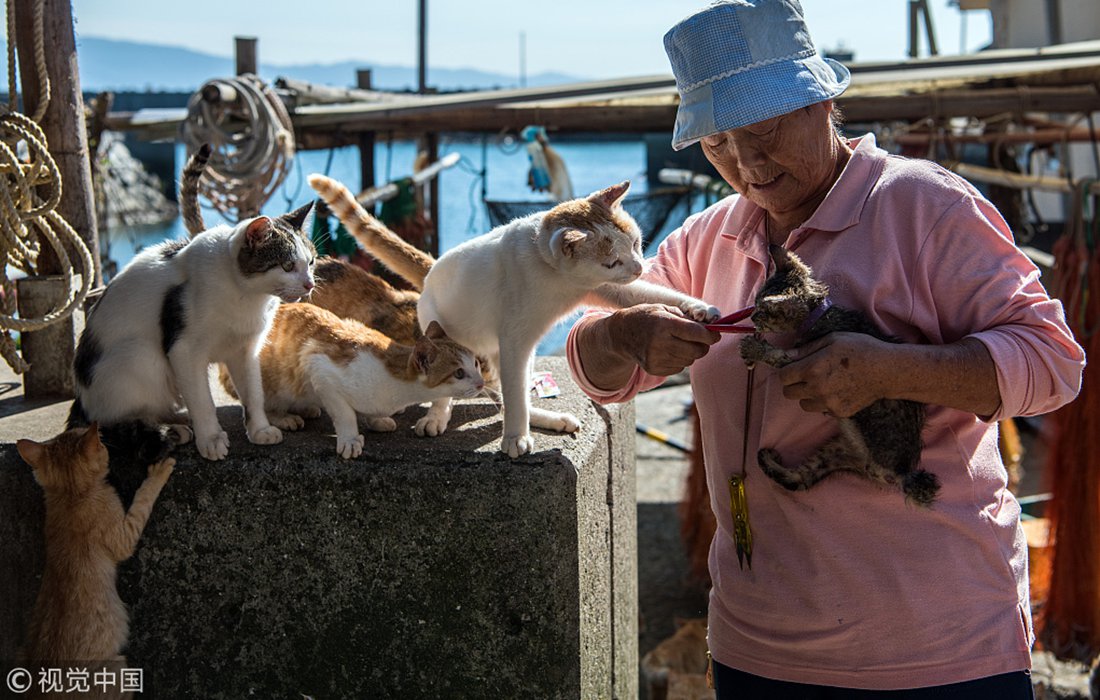 penduduk pulau aoshima kucing jepung