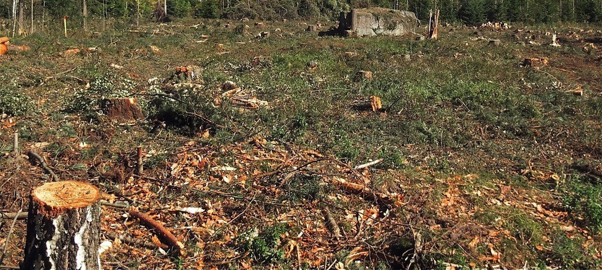 penebangan pokok berleluasa di india