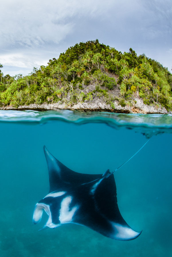 pengharaman manta ray