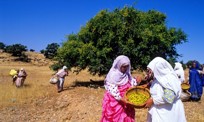 penghasilan minyak argan di maghribi