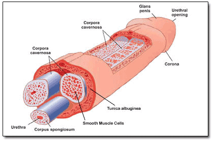 penile fracture