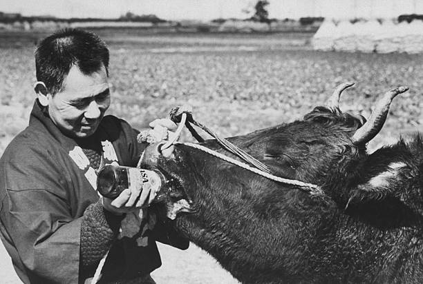 penternak memberi lembu minum