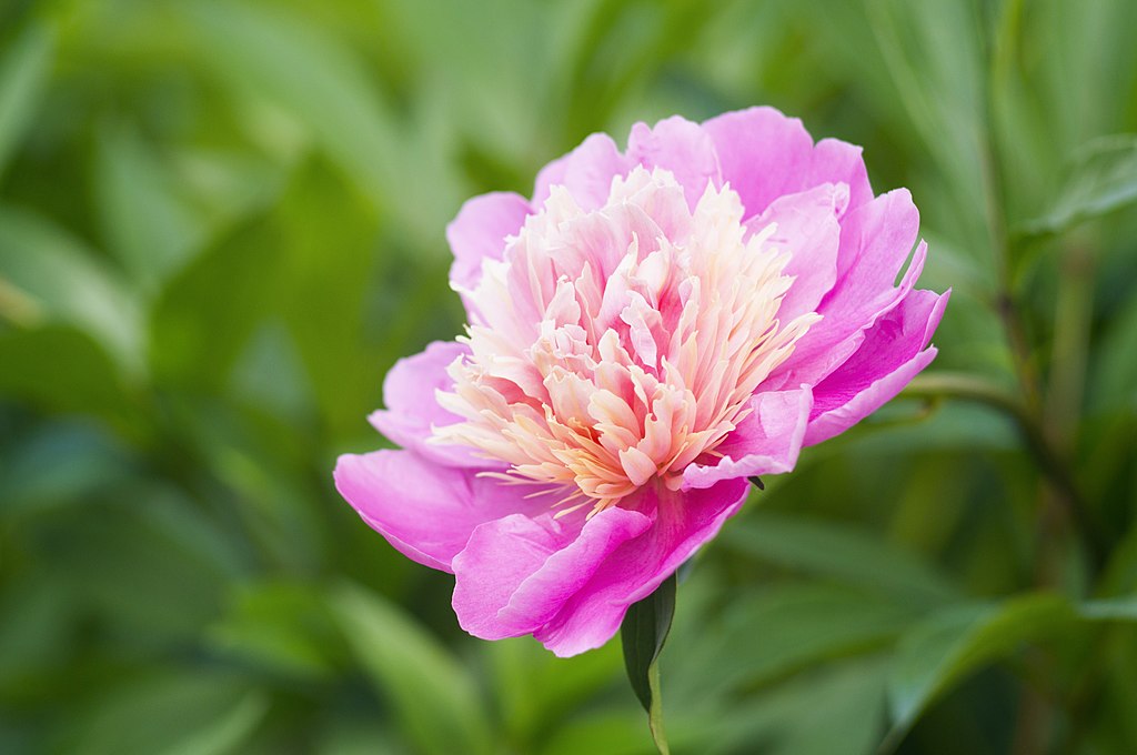 peony