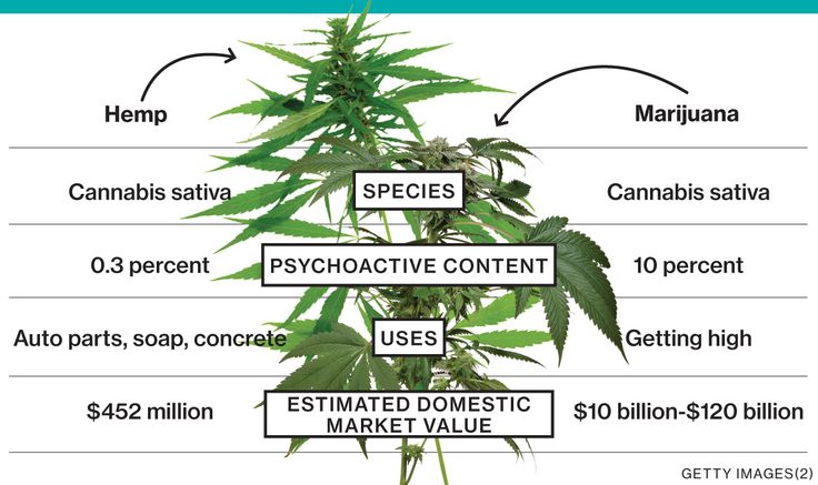 perbezaan marijuana dan hemp