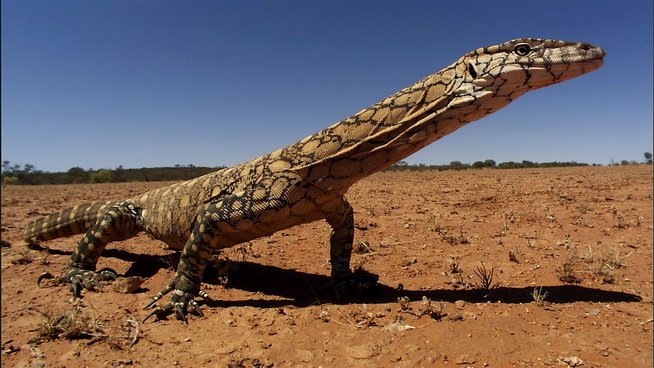 perentie