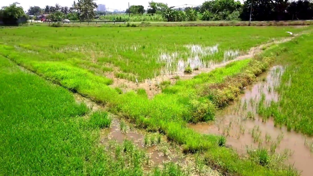 permatang makna perkataan