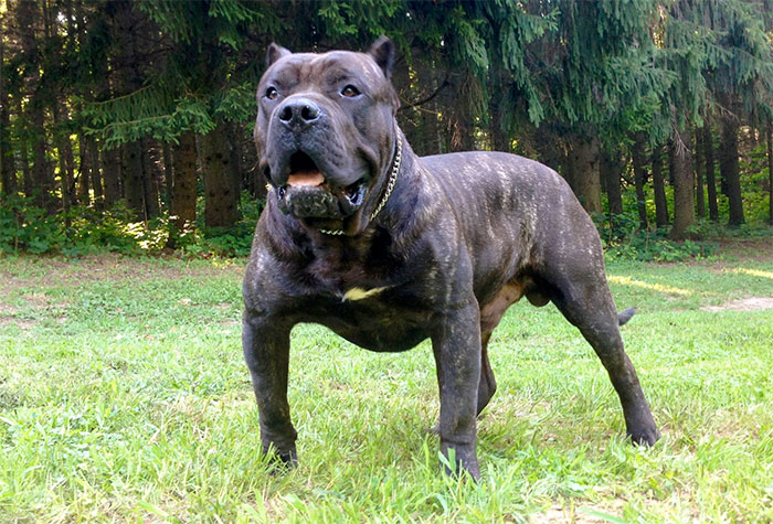 perro de presa canario