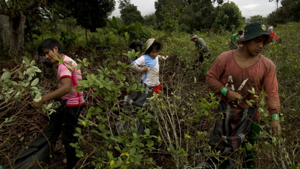 petani peru