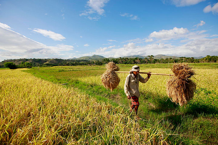 petani terdedah kepada cuaca panas