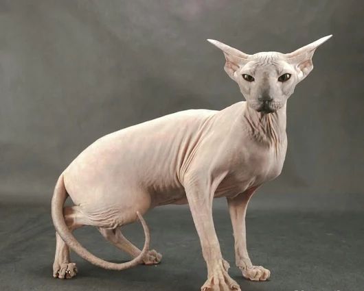 peterbald