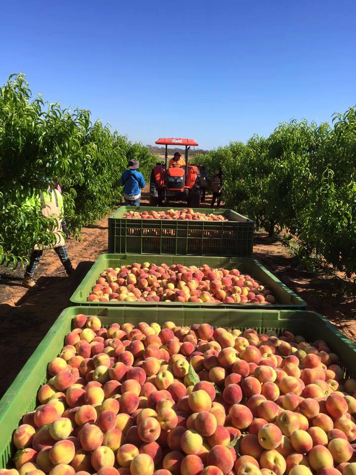 petik buah di australia 2