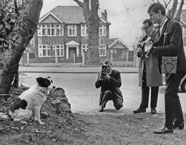 pickles menjadi seekor anjing terkenal 855