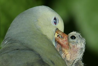 pigeon merpati crop milk