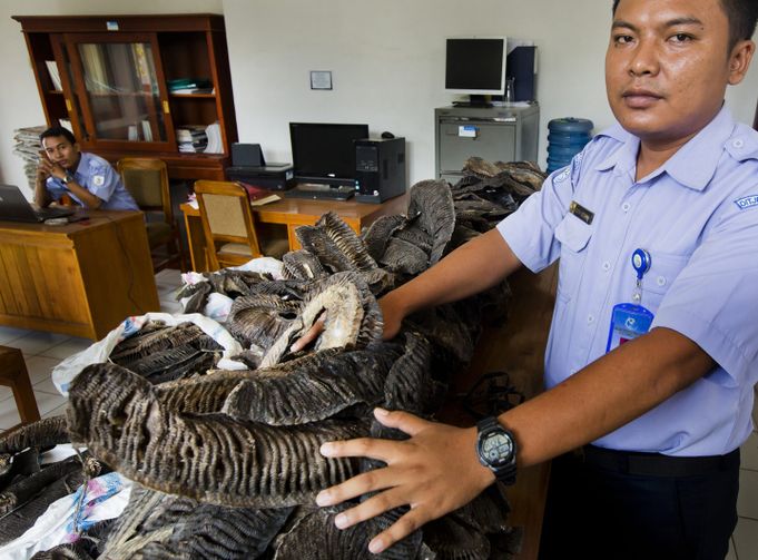 pihak berkuasa manta ray