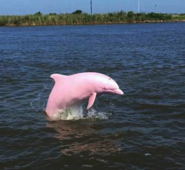 pink dolphin