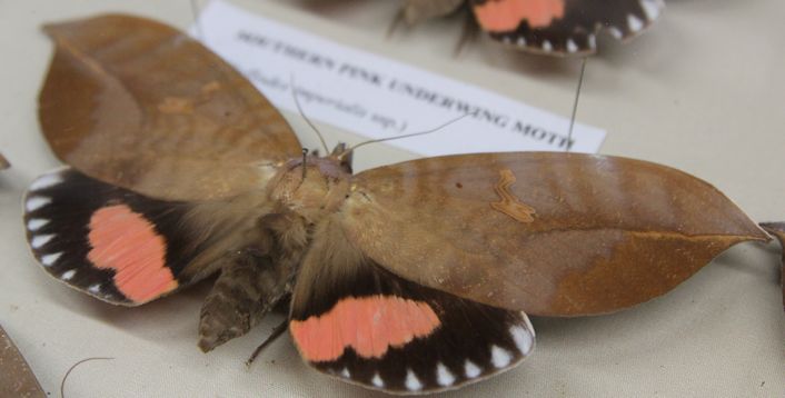 pink underwing moth