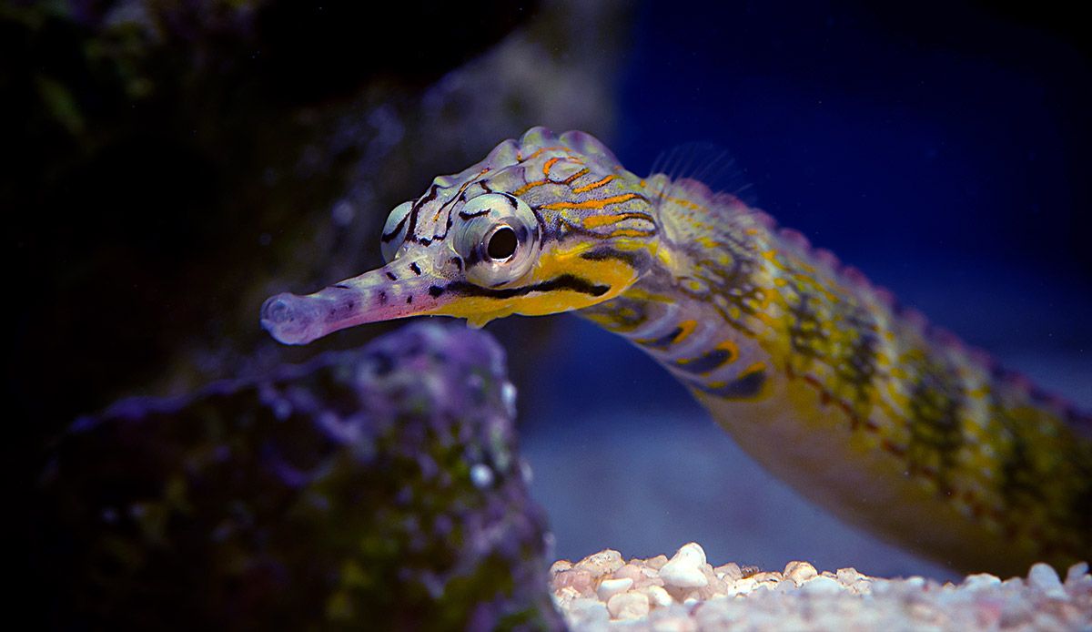 pipefish jantan melahirkan anak 3