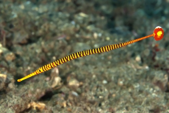 pipefish jantan melahirkan anak