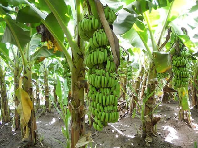 pisang embun