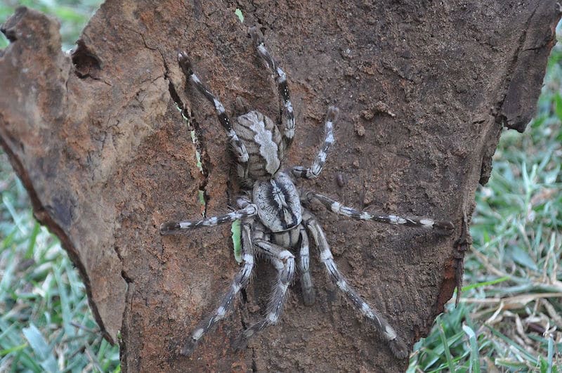 poecilotheria rajaei labah labah paling besar di dunia