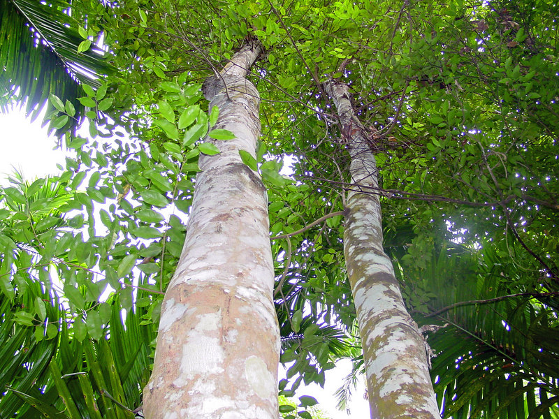 pokok aquilaria malaccensis