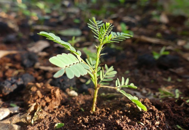 pokok bercambah dari seedball