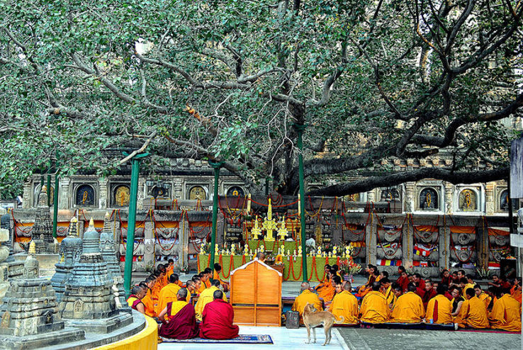 pokok bodhi bodh gaya india