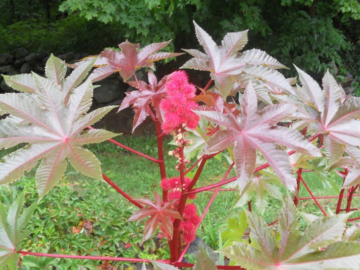 pokok castor bean