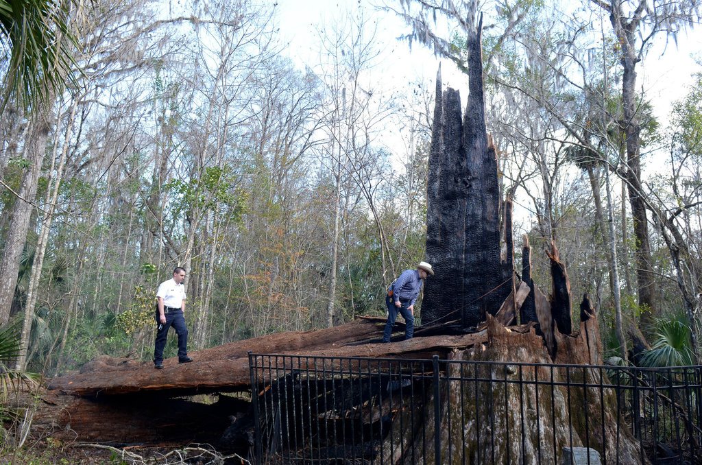 pokok cypress hidupan yang paling tua dibunuh manusia