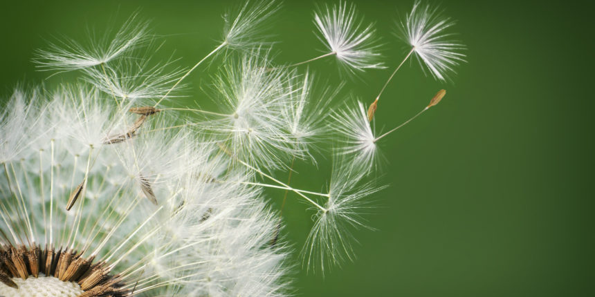 pokok dandelion hidup dalam badan pesakit