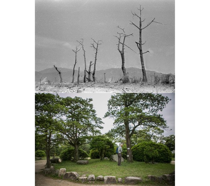 pokok di istana hiroshima