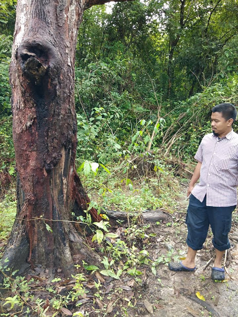 pokok induk raja kunyit