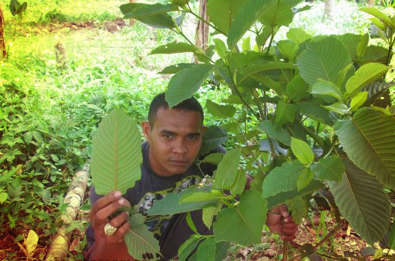 pokok ketum dan daunnya