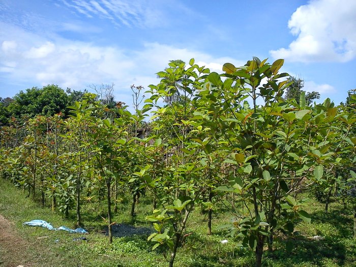 pokok ketum