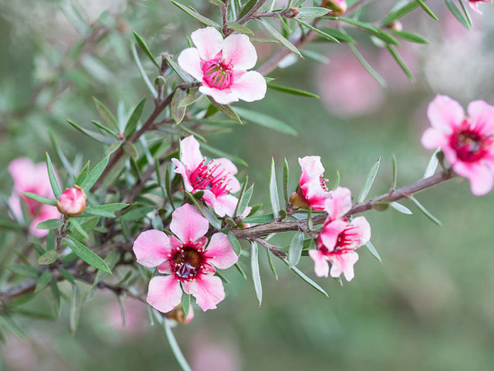 pokok manuka