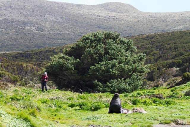 pokok paling terpencil dan kesunyian di dunia sitka spruce new zealand 3