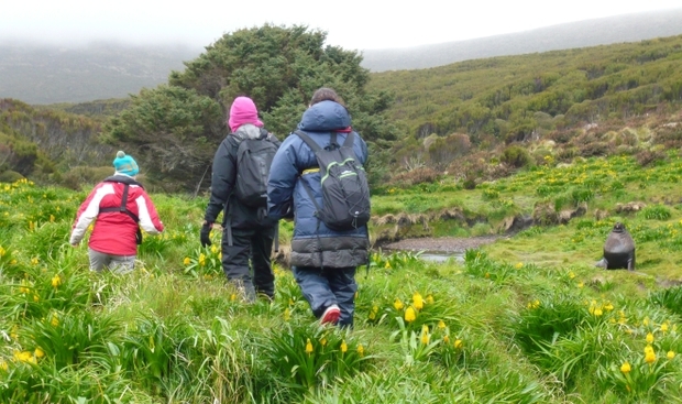 pokok paling terpencil dan kesunyian di dunia sitka spruce new zealand