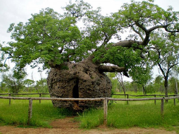 pokok penjara boab