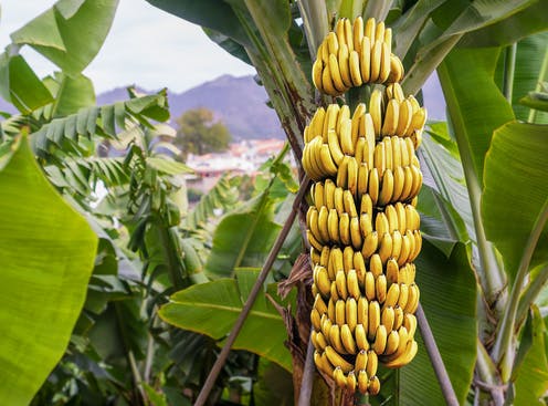 pokok pisang