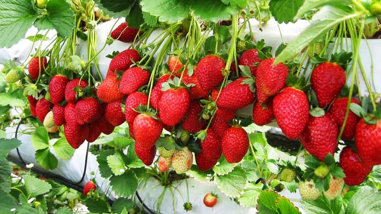 pokok strawberi