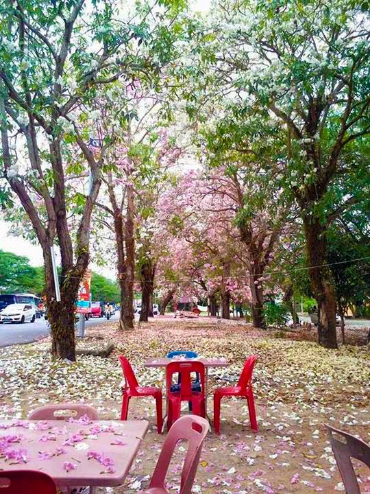 pokok tekoma alor setar sakura jepun